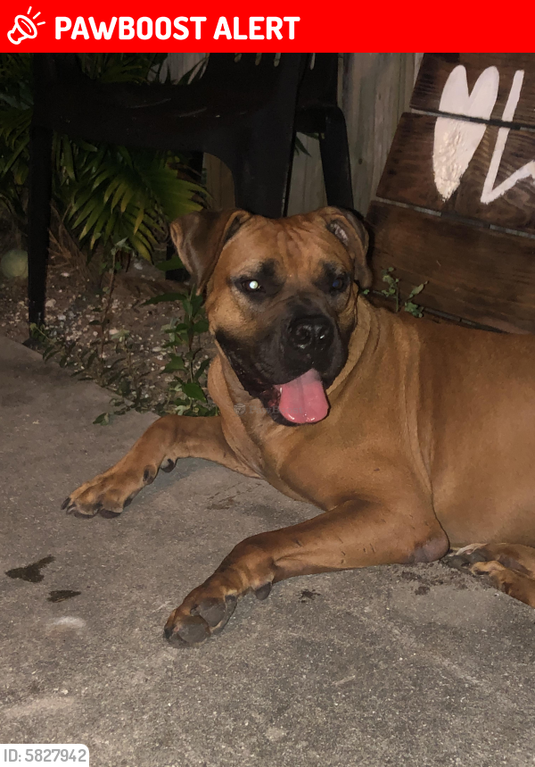 Lost Female Dog in West Palm Beach, FL 33407 Named Miracle (ID: 5827942