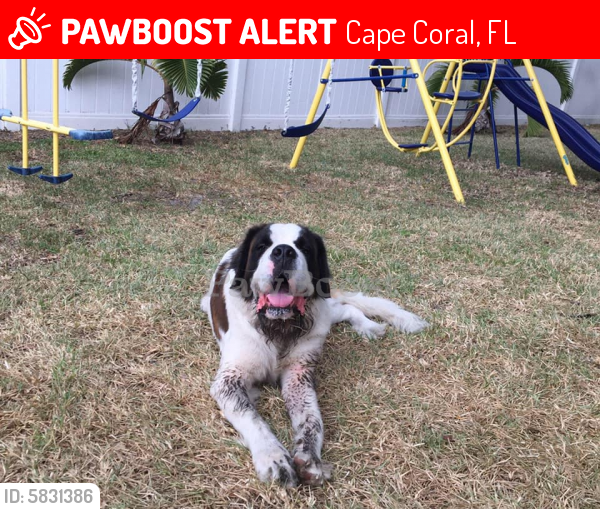Lost Male Dog in Cape Coral, FL 33909 Named Zeus (ID 5831386) PawBoost