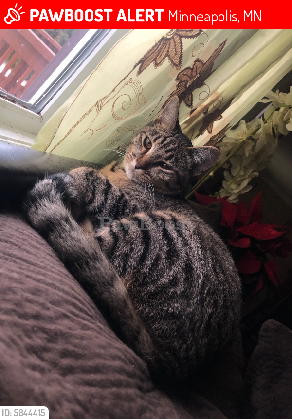 Lost Male Cat in Minneapolis, MN 55427 Named Ayden (ID 5844415) PawBoost