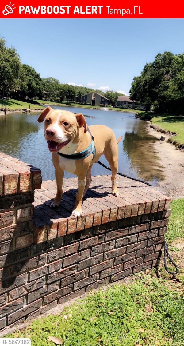 Lost Male Dog In Tampa Fl 33610 Named Nylo Id 5847082 Pawboost