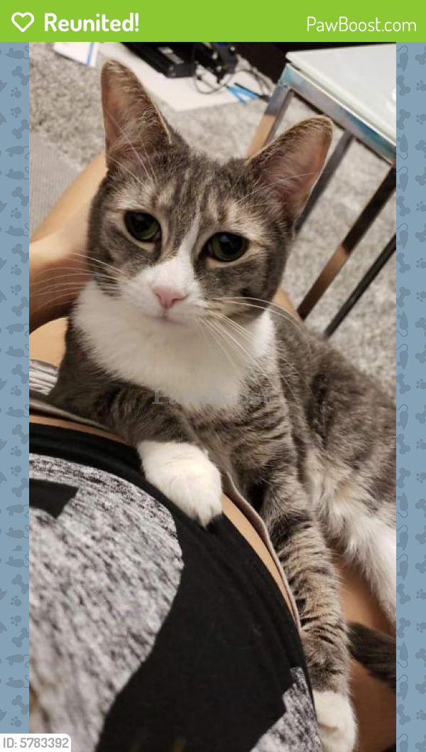 Reunited Female Cat in Queens, NY 11373 (ID 5783392) PawBoost