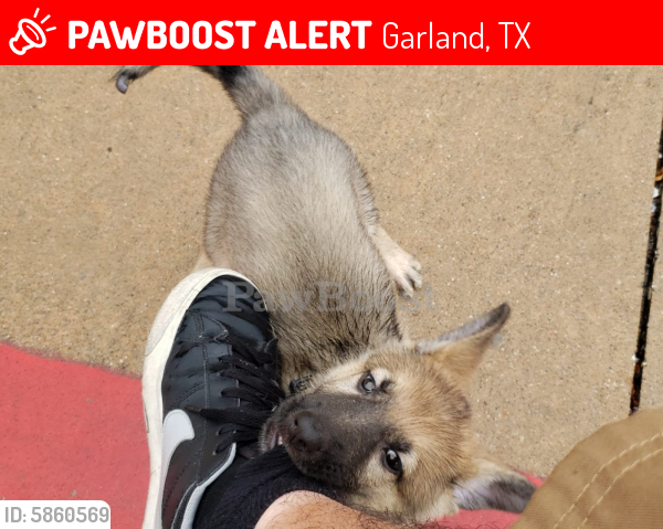 Lost Female Dog in Garland, TX 75040 Named Ziggy (ID: 5860569) | PawBoost