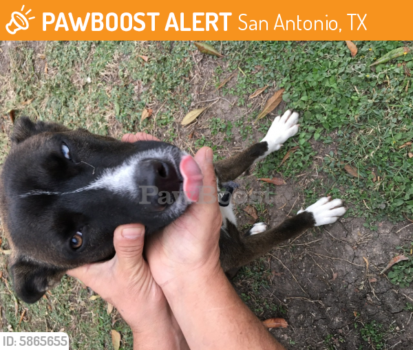 Found/Stray Dog in San Antonio, TX 78201 (ID 5865655) PawBoost