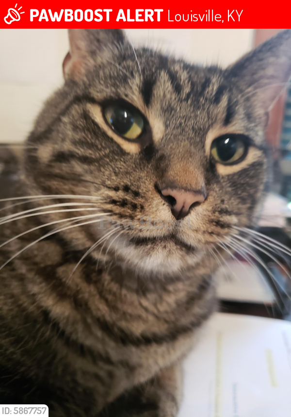 Lost Male Cat in Louisville, KY 40213 Named Ziggy (ID 5867757) PawBoost