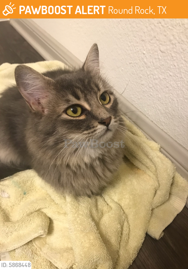 Found/Stray Cat in Round Rock, TX 78665 (ID 5868448) PawBoost
