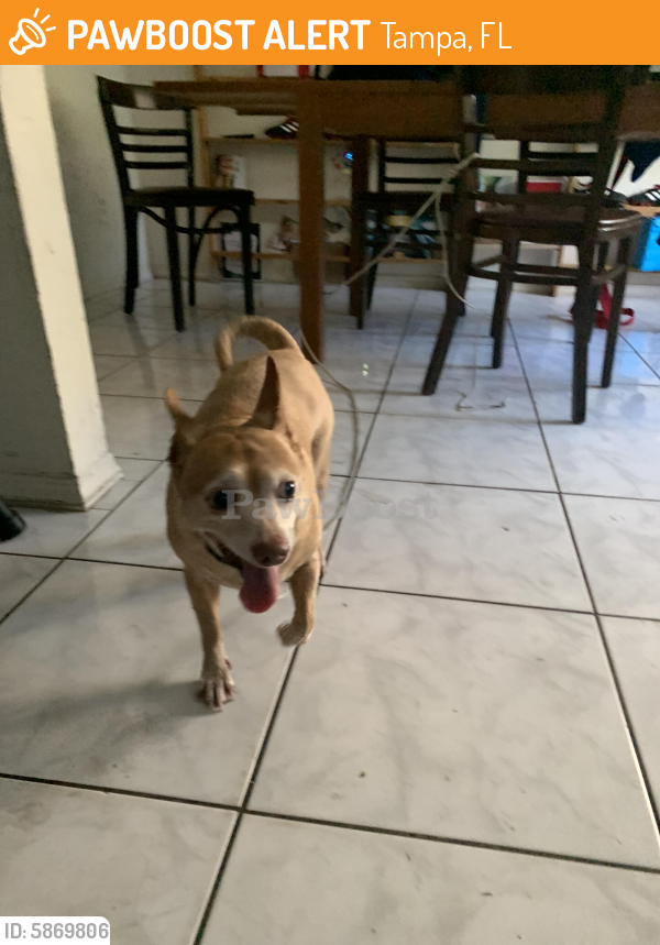 found-stray-dog-in-tampa-fl-33617-id-5869806-pawboost
