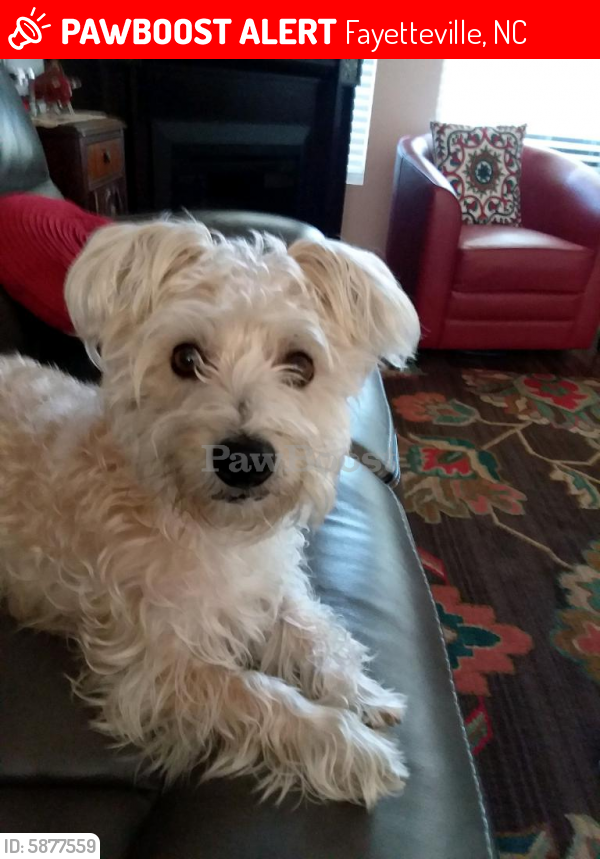 Lost Male Dog in Fayetteville, NC 28312 Named Buddy (ID 5877559