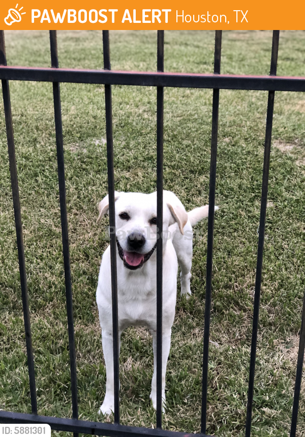 Found Stray Male Dog In Houston TX 77095 ID 5881301 PawBoost found-stray-male-dog-in-houston-tx-77095-id-5881301-pawboost