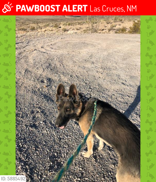 Lost Male Dog in Las Cruces, NM 88011 Named Aj (ID 5885492) PawBoost