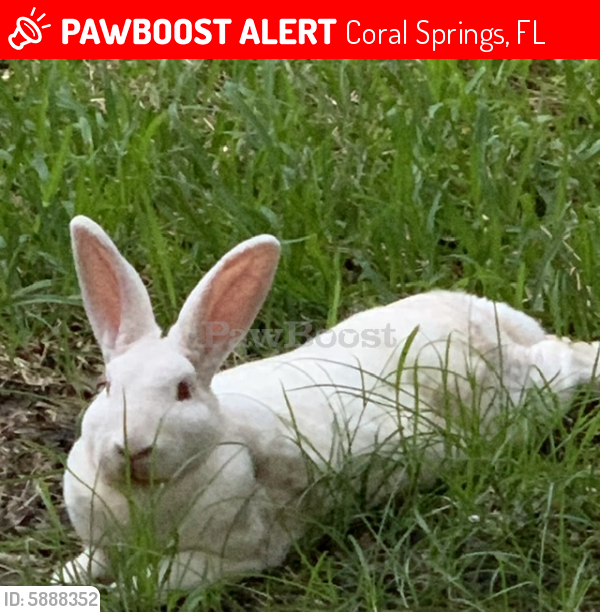 Lost Male Rabbit in Coral Springs, FL 33067 Named Bonbon (ID 5888352
