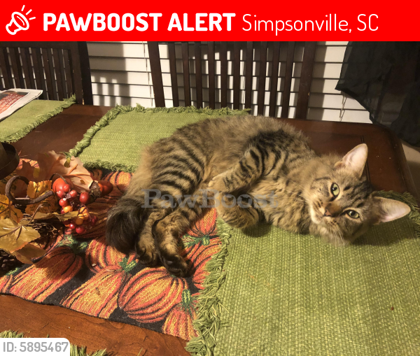 Lost Female Cat in Simpsonville, SC 29681 Named Cleo (ID 5895467