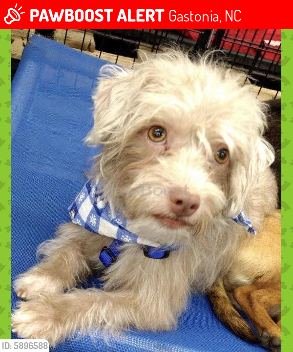 Lost Male Dog in Gastonia, NC 28052 Named Carter (ID 5896588) PawBoost