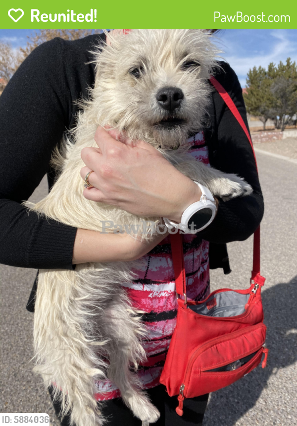 Reunited Female Dog in Rio Rancho, NM 87124 (ID 5884036) PawBoost
