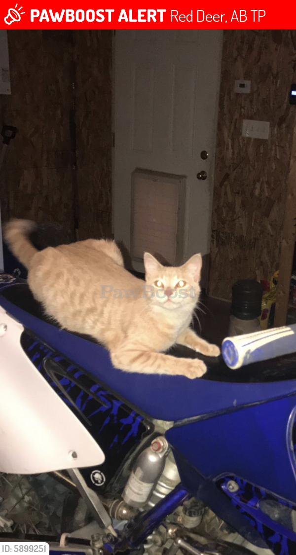 red deer and area lost pets