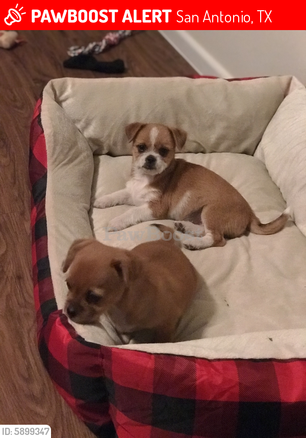 Lost Dog in San Antonio, TX 78220 Named Gwens Puppies (ID: 5899347) | PawBoost