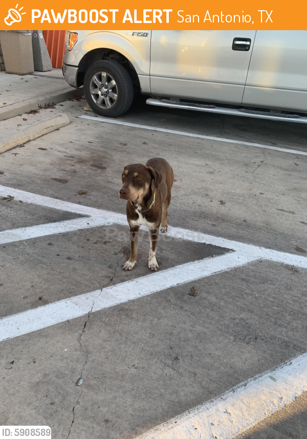 Found/Stray Female Dog in San Antonio, TX 78245 (ID 5908589) PawBoost