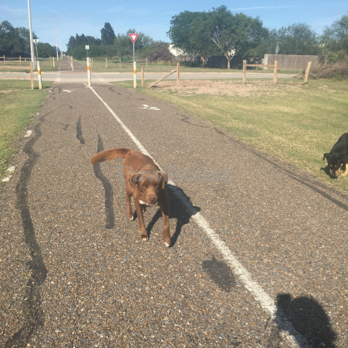 Lost & Found Dogs, Cats, and Pets in Brownsville, TX 78526