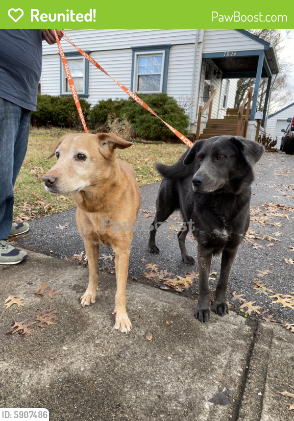 Reunited Dog in Cincinnati, OH 45236 (ID 5907486) PawBoost