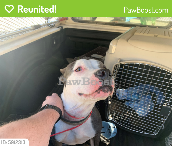 Reunited Male Dog in Port St. Lucie, FL 34953 (ID 5912313) PawBoost