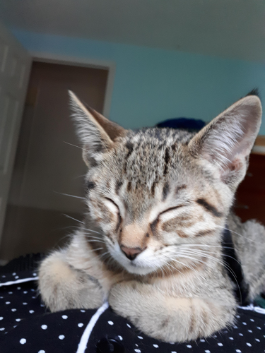 lost and found red deer