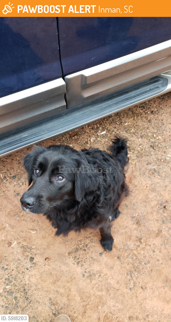Rehomed Female Dog in Inman, SC 29349 (ID 5918203) PawBoost