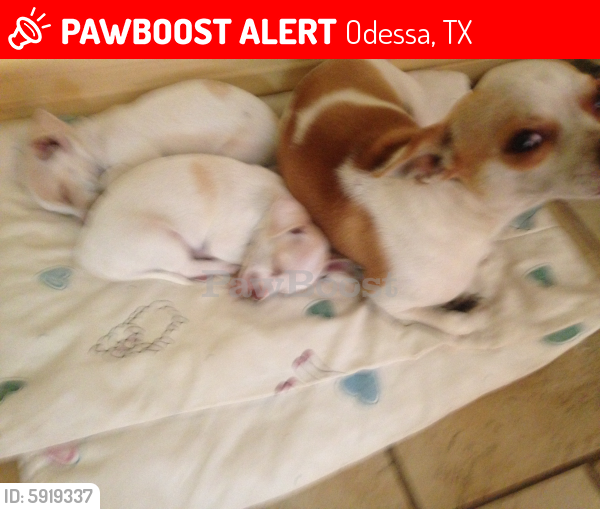 Lost Male Dog in Odessa, TX 79763 Named Rocky (ID: 5919337 ...
