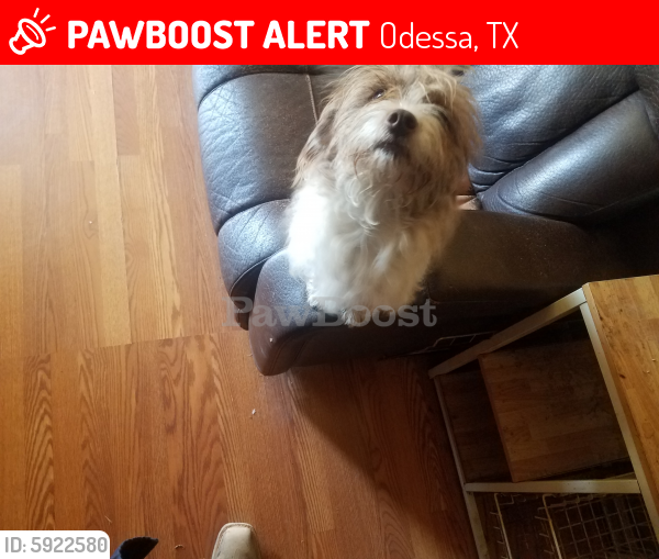 Lost Male Dog in Odessa, TX 79762 Named Slim (ID: 5922580 ...