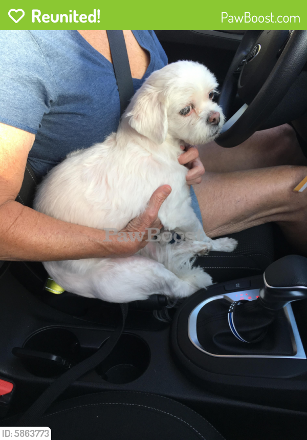 Reunited Dog in Cape Coral, FL 33990 (ID 5863773) PawBoost
