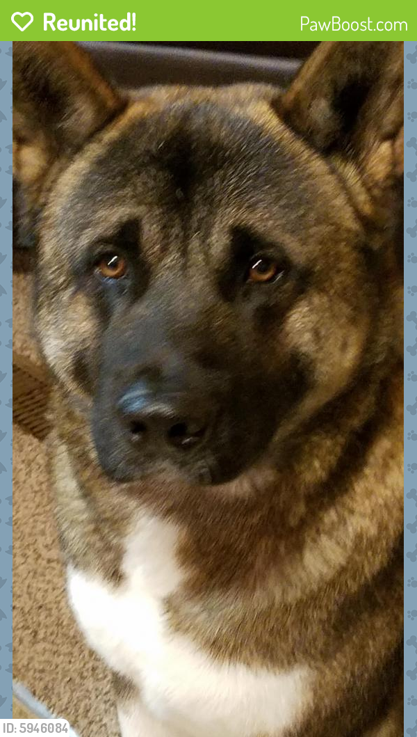 Reunited Male Dog in Midland County, TX 79707 (ID: 5946084 ...