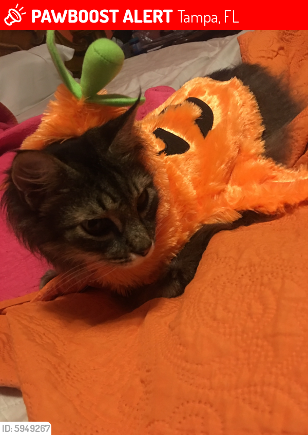 Lost Female Cat in Tampa, FL 33625 Named Carly (ID 5949267) PawBoost