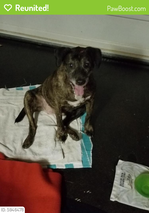 Reunited Female Dog in Inman, SC 29349 (ID 5946478) PawBoost