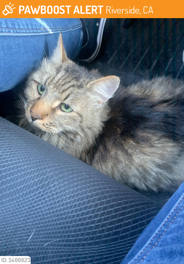 Found/Stray Male Cat in Riverside, CA 92509 (ID 5460623) PawBoost