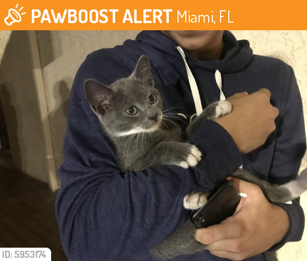 Found/Stray Male Cat in Miami, FL 33143 (ID 5953174) PawBoost