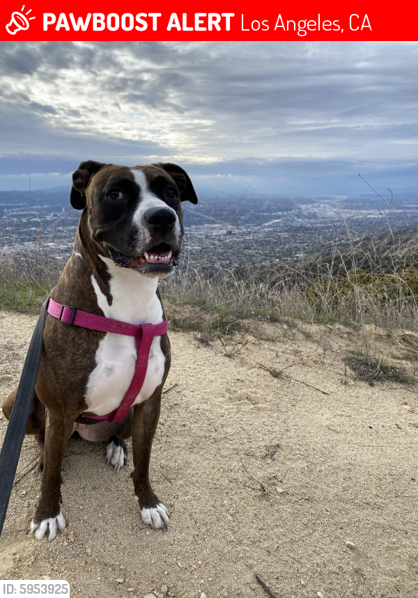Lost Female Dog in Los Angeles, CA 90004 Named Bailey (ID 5953925