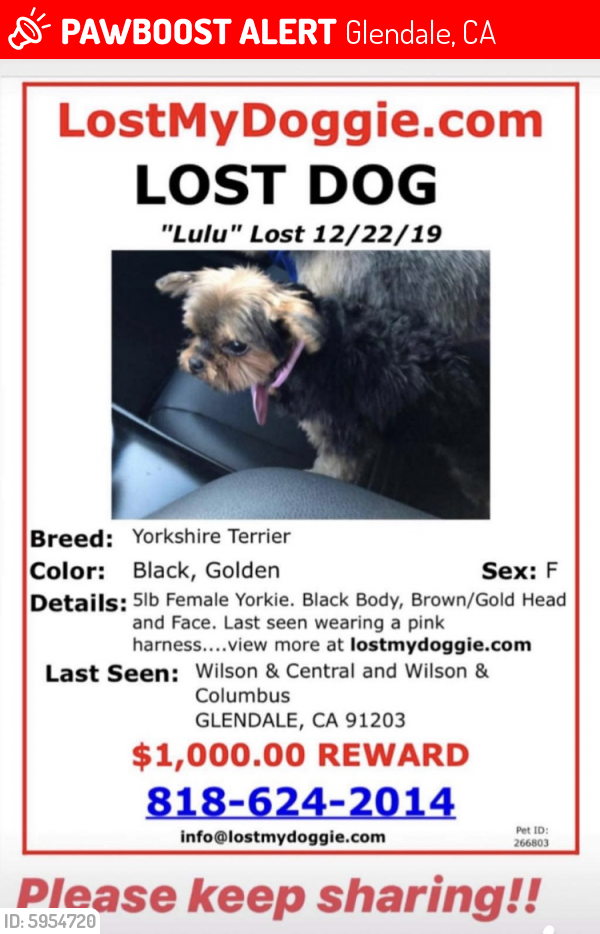 Lost Female Dog in Glendale, CA 91203 Named Lulu (ID ...