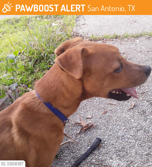 Found/Stray Male Dog in San Antonio, TX 78207 (ID 5956197) PawBoost