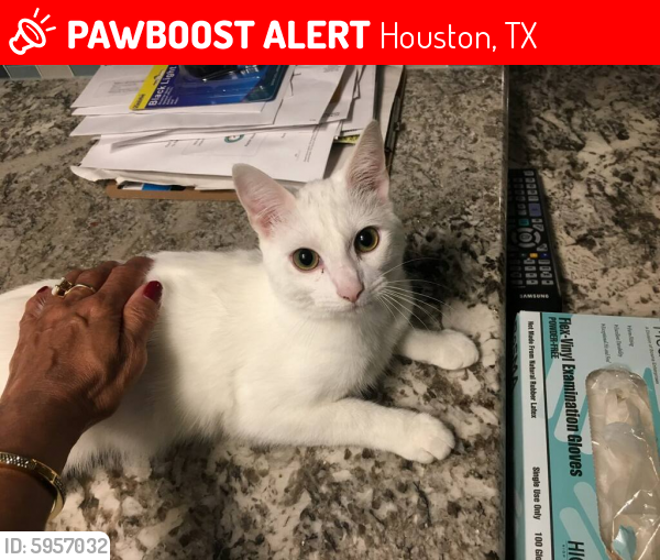 Lost Male Cat In Houston Tx 77069 Named Bugzy Id