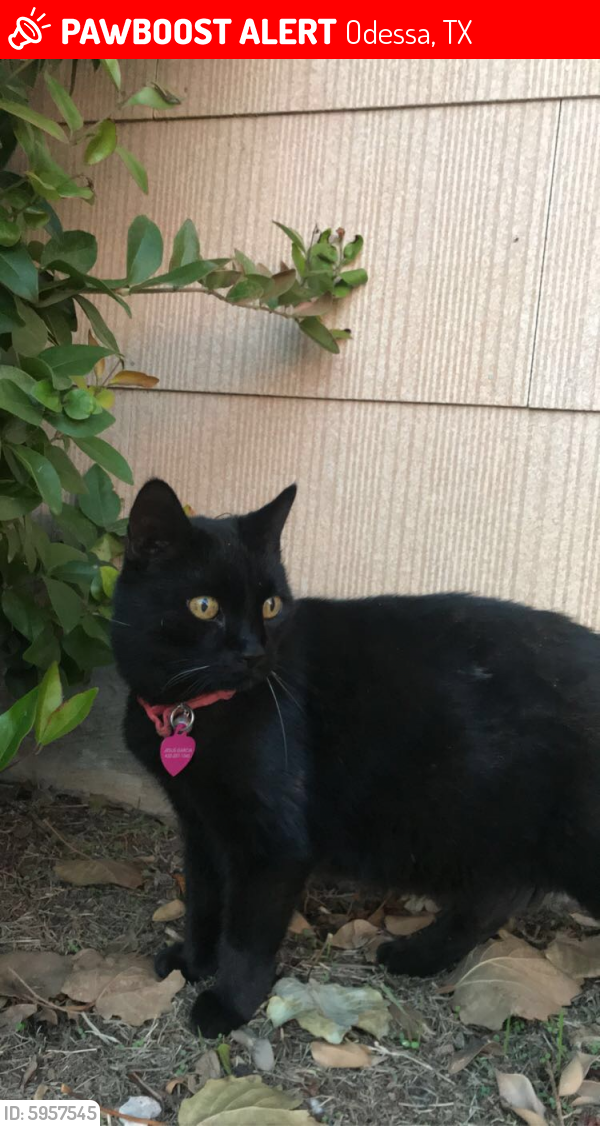Lost Female Cat in Odessa, TX 79762 Named Doris (ID ...