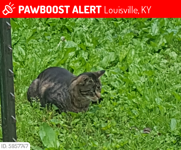 Lost Female Cat In Louisville Ky 40207 Named Wisp Id 5957747 Pawboost
