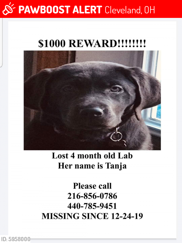 Lost Female Dog in Cleveland, OH 44120 Named Tanja (ID 5958000) PawBoost
