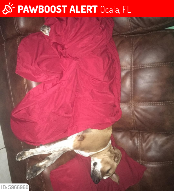 Lost Male Dog in Ocala, FL 34472 Named Shadow (ID: 5966960 ...