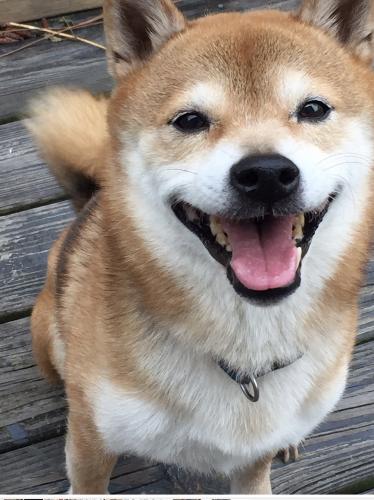 Lost Found Dogs Cats And Pets In Clay County Fl 32073
