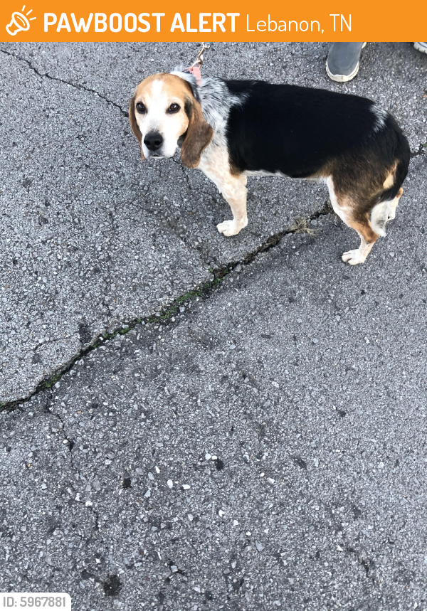 Found/Stray Male Dog in Lebanon, TN 37087 (ID 5967881) PawBoost