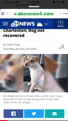 Lost Found Dogs Cats And Pets In Charleston Sc 29403 Page 1