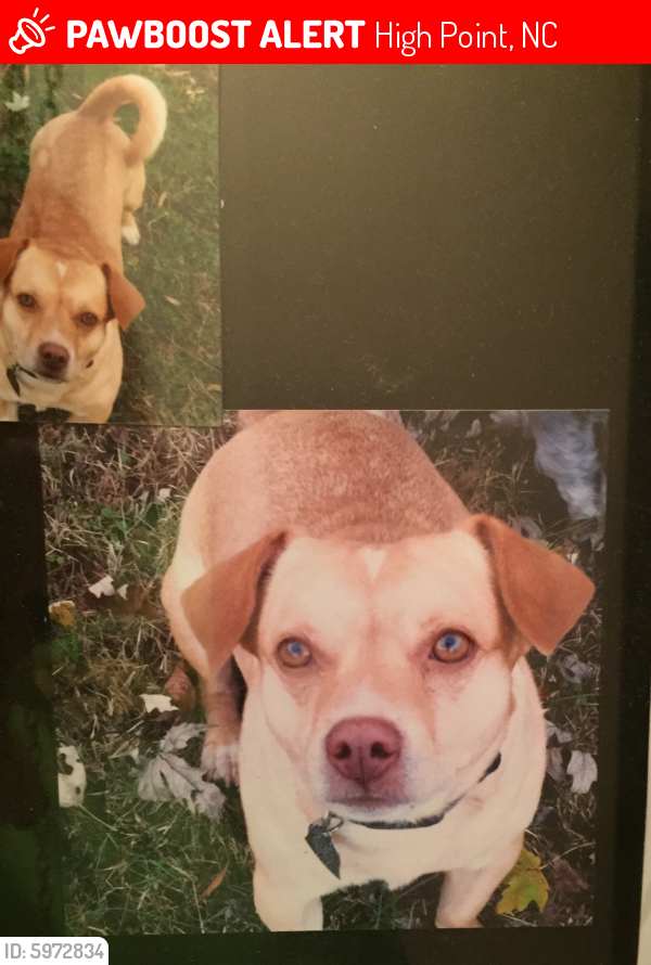 Lost Male Dog in High Point, NC 27262 Named Jake (ID: 5972834) | PawBoost