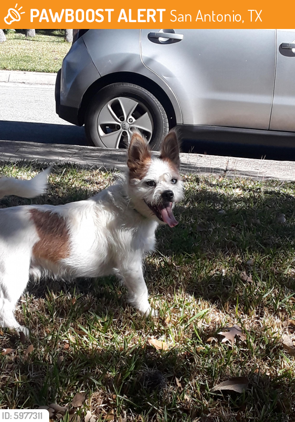 Found Stray Male Dog In San Antonio TX 78250 ID 5977311 PawBoost found-stray-male-dog-in-san-antonio-tx-78250-id-5977311-pawboost