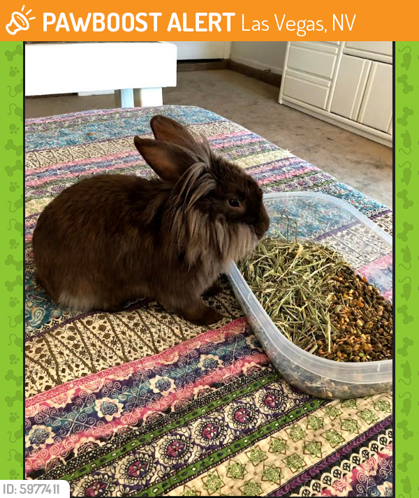 Found/Stray Female Rabbit in Las Vegas, NV 89119 (ID 5977411) PawBoost