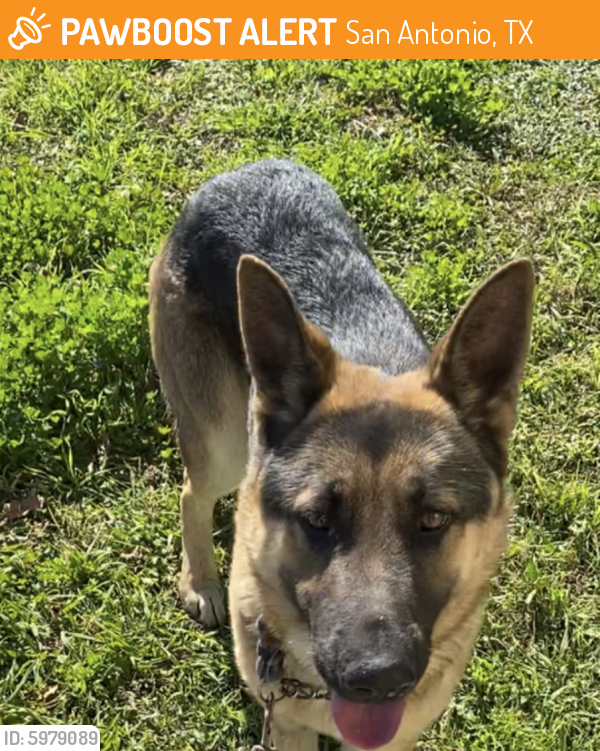 Found/Stray Male Dog in San Antonio, TX 78212 (ID 5979089) PawBoost