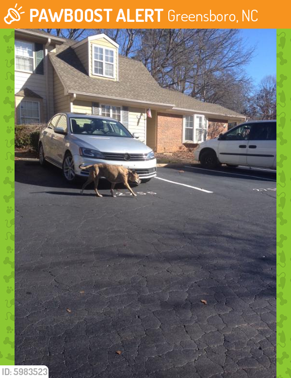 Found/Stray Male Dog in Greensboro, NC 27455 (ID: 5983523 ...