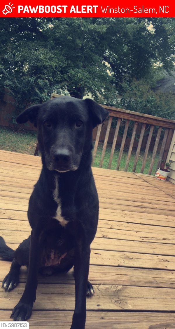 Lost Female Dog in Winston-Salem, NC 27127 Named Lilly (ID: 5987153 ...